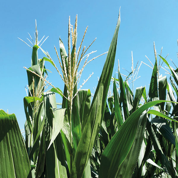 Correttivo pH dei Terreni